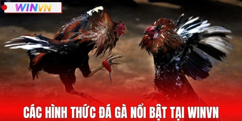 Các hình thức đá gà nổi bật tại WINVN