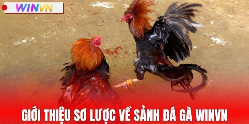 Giới thiệu sơ lược về sảnh đá gà WINVN